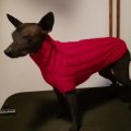Kundbild Svarta Fåret Ulrika garn 50g - Mörkröd (46): Min xoloitzcuintle tik Elara på 1...